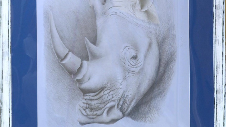 носорог-животное-1124.jpg