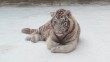тигр-животное-0121.jpg