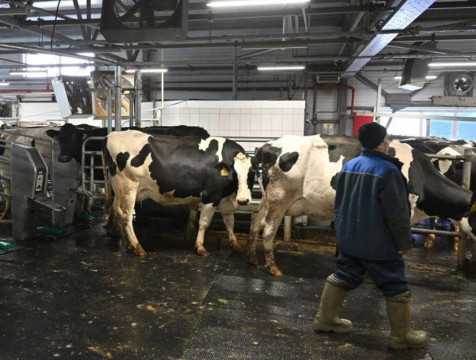 В 4 раза увеличилось за год производство молока в Ульяновском районе