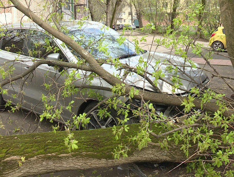 Несколько деревьев упали на автомобили в Калуге из-за сильного ветра